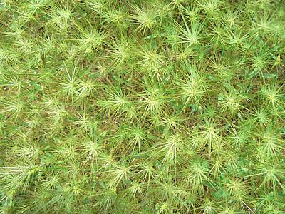 Grass, Sterne, Grün, Textur