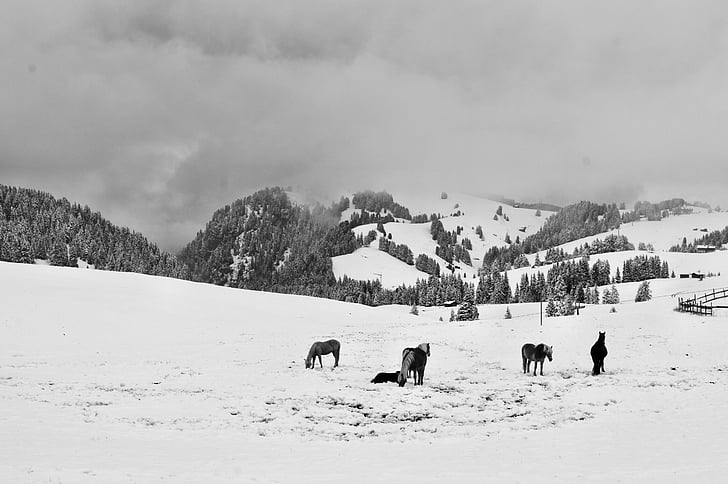 alp siusi, snow, horses, winter, mountain, horse, winter landscape