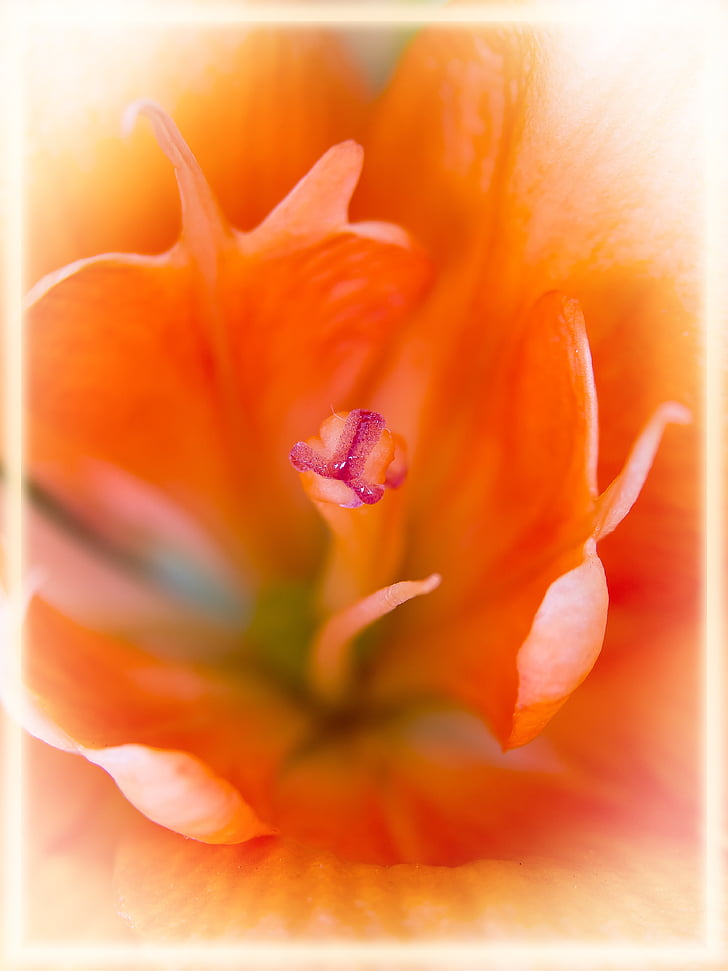 Lily, oranssi, makro, Sulje, kukat, Blossom, Bloom