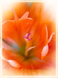 lily, orange, macro, close, flowers, blossom, bloom