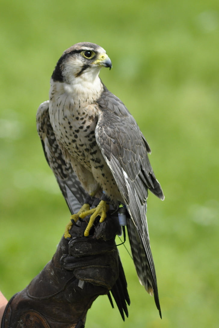 uccello, Falk, gyr falcon, animali, Hawk - uccello, uccello della preda, animale
