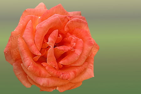 Rosa, taronja, salmó, flors roses, flor, flor