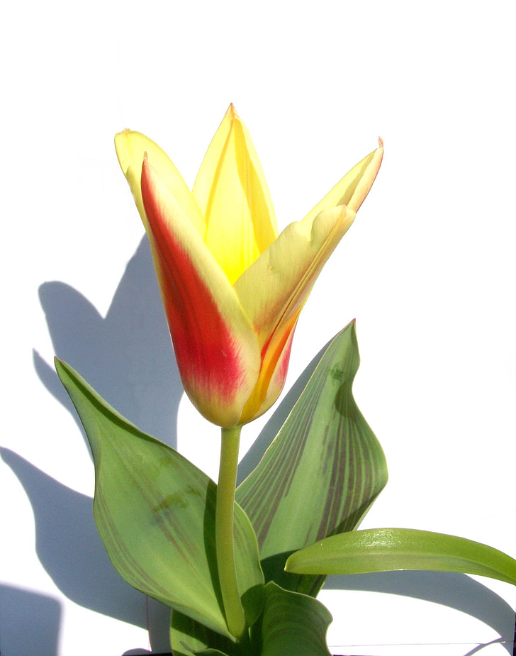 Tulip, flor de primavera, de dos colores