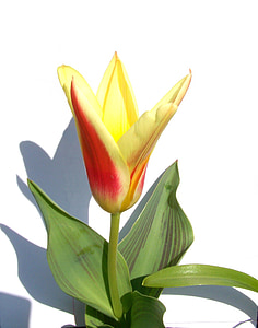 Tulip, forårsblomst, to farve