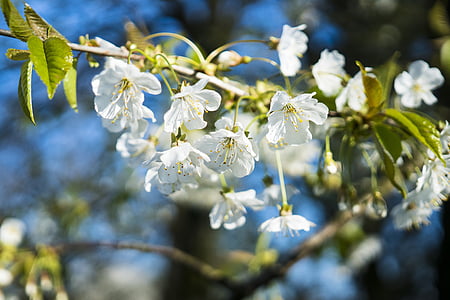 kirsikka, kirsikankukka, Blossom, Bloom, valkoinen kukka, kukat, vihreä