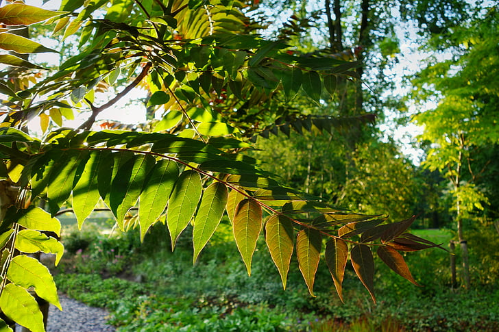 Leaf, pobočka, zeleň, listovej pobočky, vetva, listy, slnko