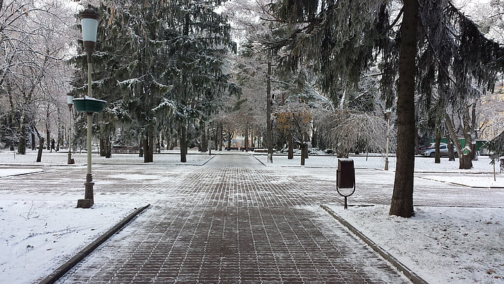žiemą, Stavropolis, Eglė