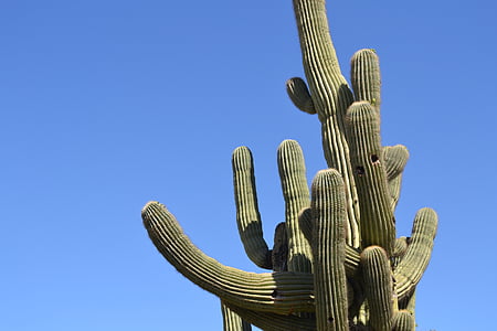 kaktus, poušť, Arizona, obloha, závod, kaktusy, přírodní