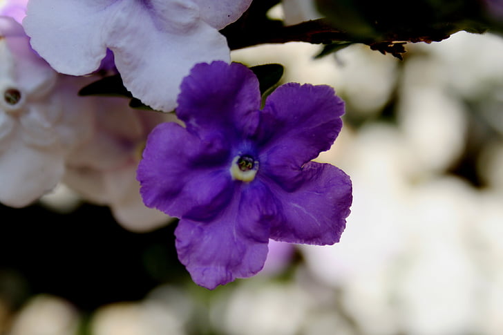 Brunfelsia, Tri-color, dunkel violett, Lavendel, weiß, Schattierungen, Blumen
