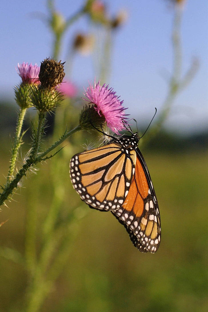 Monarch sommerfugl, blomst, Blossom, Bloom, insekt, vinger, makro