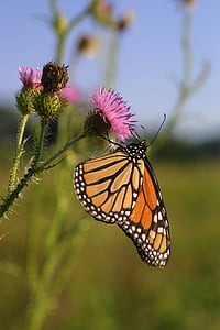 Monarch butterfly, kukka, Blossom, Bloom, hyönteinen, siivet, makro