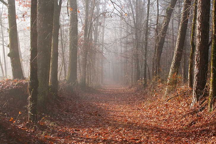 mississippi, forest, woods, fall, autumn, fog, trail