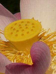 Lotus, flor de loto, flor, floración, semillas fue, semillas, flor