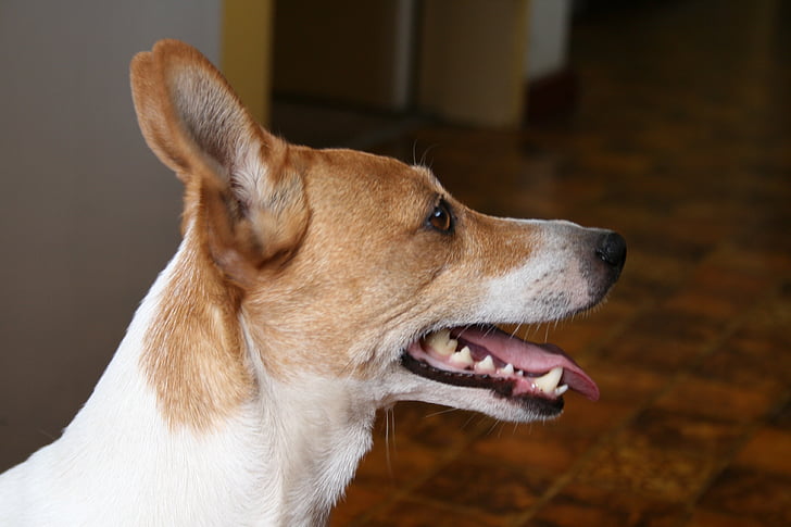 gos, perfil, Jack russell, blanc i marró, exposades les dents, orelles puntades, mascota de l'autor