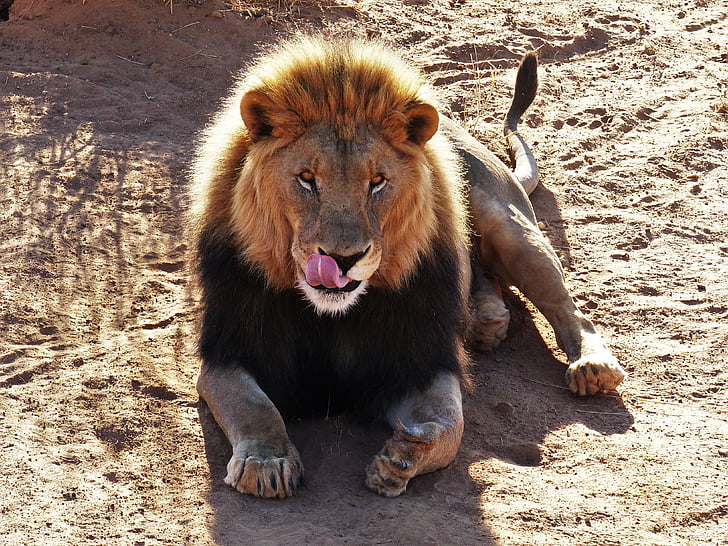 Lion, animal, chat, roi des bêtes, animaux sauvages, mâle, Safari