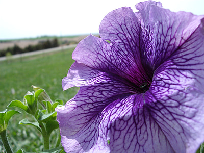 帕尤妮亚, 紫色, 花瓣, 春天, 夏季, 花园, 自然