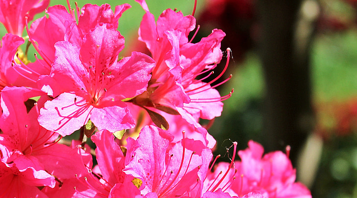 azalea, rhododendron, flowers, pink flowers, plant, garden, flower