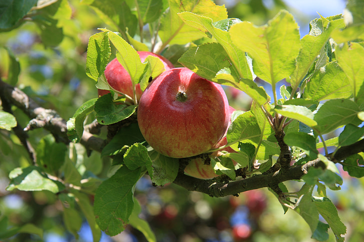 ябълка, листа, дърво, лято, червен, Грийн, култура