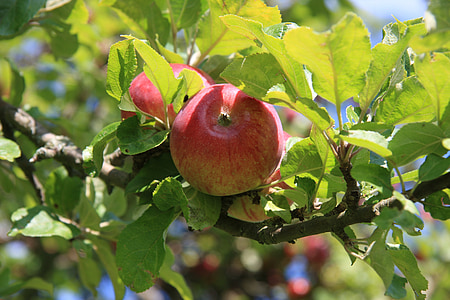 ābolu, Leaf, koks, vasaras, sarkana, zaļa, kultūra