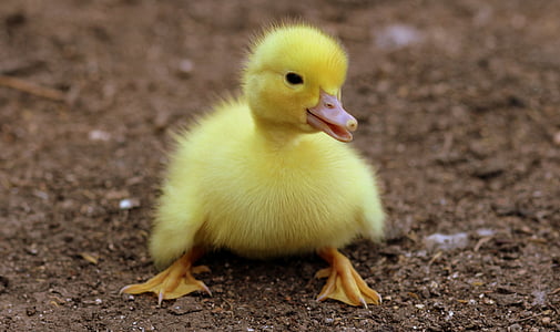 ลูกเป็ด, นก, สีเหลือง, หนานุ่ม, ไก่, ขนาดเล็ก, น่ารัก