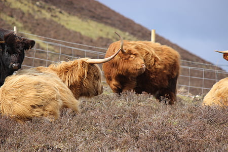 highland cattle, cows, croft, cattle, livestock, scottish, agriculture