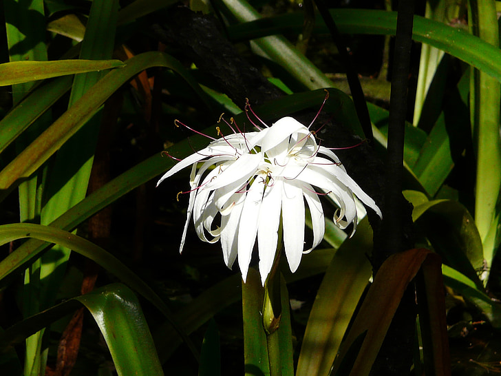 Swamp blomst, Florida blomst, stor hvid blomst