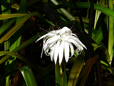 flor do pântano, flor de Florida, flor branca grande