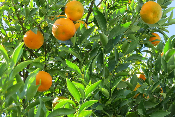 мандарина, лимонена, дърво, природата, плодове