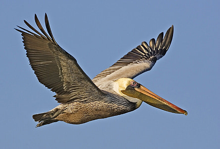 bruine pelikaan, vliegen, vogel, dieren in het wild, natuur, pictogram, snavel