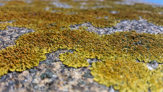 Lichen, sten, væg, gul, orange, Moss, begroning