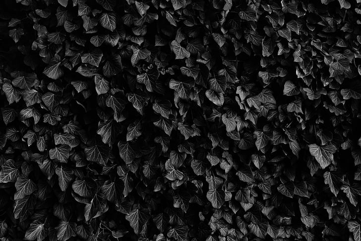 black-and-white, ivy, leaves, plant