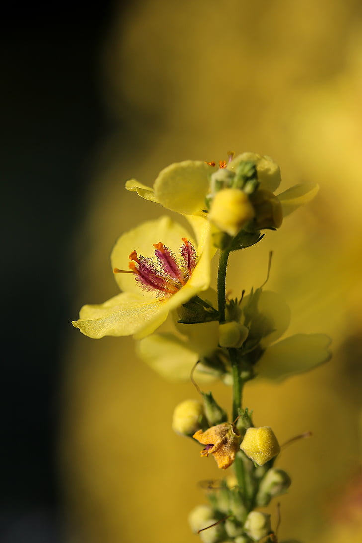 bloem, gele bloem, toorts, weide, natuur, orchideeën die pollinia produceren, plant
