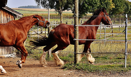 Shire horse, kone, závod, Hunt, argumentovať, veľký kôň, Ride