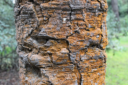 vieil arbre, textures, tronc, arbre, nature, arrière-plans, écorce
