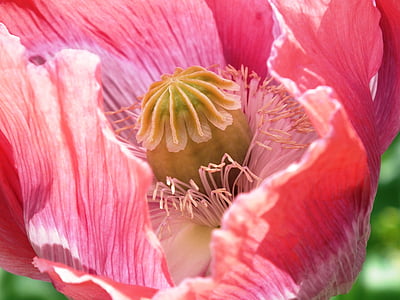 poppy, pink, close, flower, mohngewaechs, boll, stamens