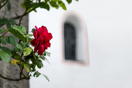 Rosa, finestra, l'església, finestra de l'església, arc, Arc de mig punt, flor