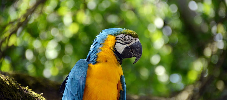 papuga, Ara, ptak, kolorowe, niebieski, upierzenie, zwierząt