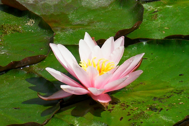 water lily, pink, lake rosengewächs, blossom, bloom, nature, flower