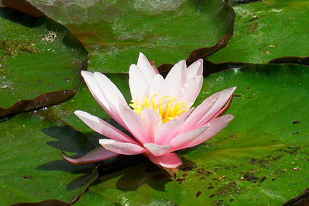 lily air, merah muda, Danau rosengewächs, Blossom, mekar, alam, bunga