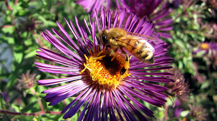herbstaster, ผึ้ง, ดอก, บาน, แมลง, การผสมเกสร, สวน