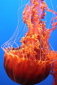 bleu, orange, océan, méduses, méduse, sous l’eau, mer