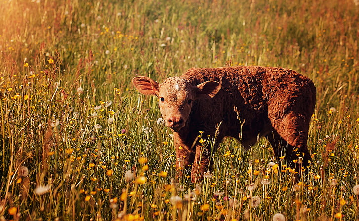 calf, red, young animal, livestock, cattle, meadow, grass