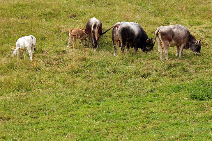 almkühe, vacas, vaca, Alm, Prado alpino, pastar, vacas leiteiras