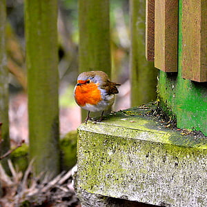 robin, songbird, close, garden, songbirds, nature, garden bird