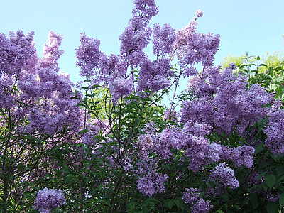 lila, púrpura, flores, primavera
