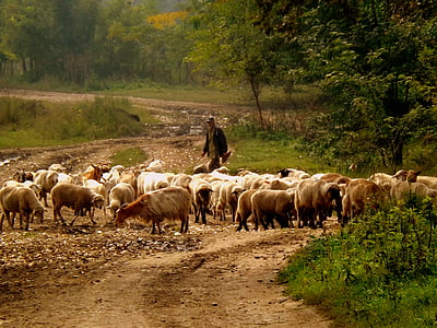 овцы, стадо, Камачо, домашнее животное, Природа, Капра, Фермер