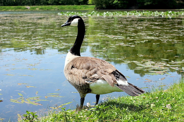 goose, canadian goose, lake, swim, swimming, feathers, bird