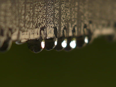 drip, raindrop, water, wet, surface tension, rain