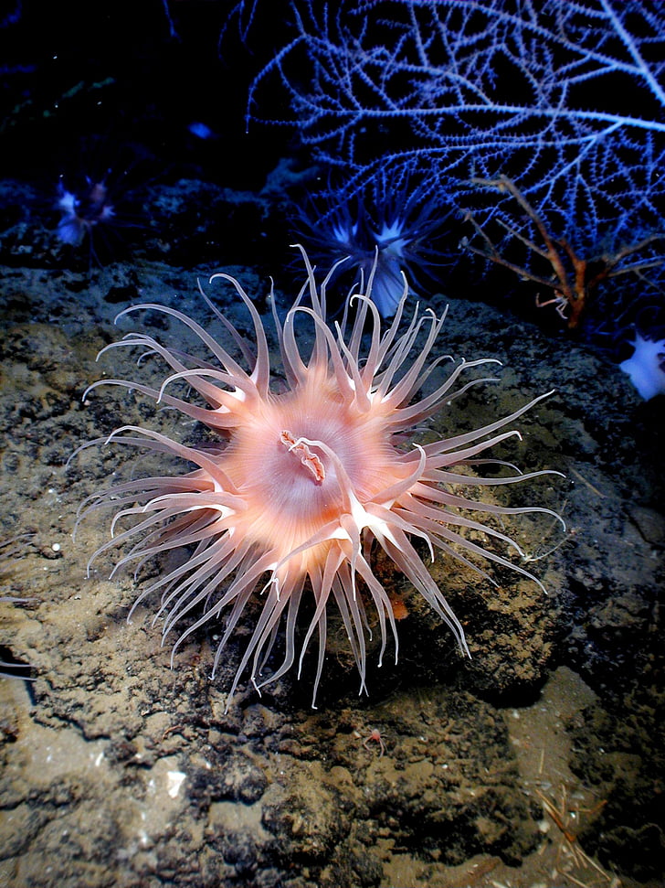 anemone, sea, ocean, water, underwater, colorful, beautiful