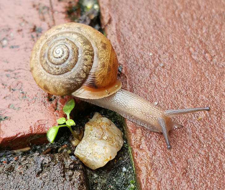 snail, shell, helix, nature, slow, slimy, brown